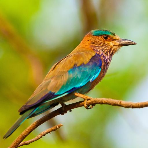 Wildlife Tours